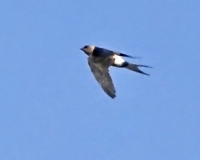 red-rumped swallow